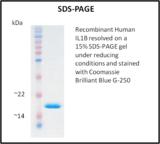 IL-1B / IL-1 Beta Protein