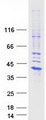 IL-1B / IL-1 Beta Protein - Purified recombinant protein IL1B was analyzed by SDS-PAGE gel and Coomassie Blue Staining