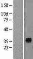 IL-22BP / IL22RA2 Protein - Western validation with an anti-DDK antibody * L: Control HEK293 lysate R: Over-expression lysate