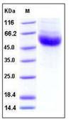 IL-22BP / IL22RA2 Protein