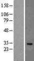 IL-33 Protein - Western validation with an anti-DDK antibody * L: Control HEK293 lysate R: Over-expression lysate