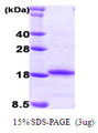 IL-33 Protein