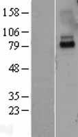 IL10RA Protein - Western validation with an anti-DDK antibody * L: Control HEK293 lysate R: Over-expression lysate