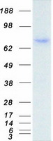 IL10RA Protein - Purified recombinant protein IL10RA was analyzed by SDS-PAGE gel and Coomassie Blue Staining