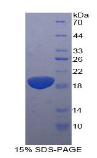 IL11RA Protein - Recombinant Interleukin 11 Receptor Alpha By SDS-PAGE