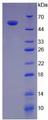 IL12A / p35 Protein - Active Interleukin 35 (IL35) by SDS-PAGE