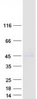 IL12B / IL12 p40 Protein - Purified recombinant protein IL12B was analyzed by SDS-PAGE gel and Coomassie Blue Staining