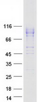 IL12RB1 / CD212 Protein - Purified recombinant protein IL12RB1 was analyzed by SDS-PAGE gel and Coomassie Blue Staining