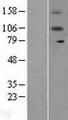 IL12RB2 Protein - Western validation with an anti-DDK antibody * L: Control HEK293 lysate R: Over-expression lysate