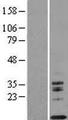 IL13 Protein - Western validation with an anti-DDK antibody * L: Control HEK293 lysate R: Over-expression lysate