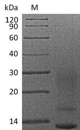 IL13 Protein - (Tris-Glycine gel) Discontinuous SDS-PAGE (reduced) with 5% enrichment gel and 15% separation gel.