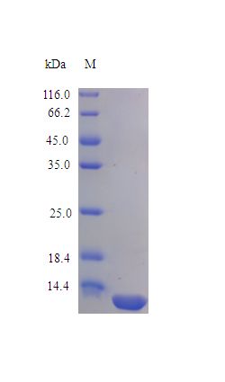 IL13 Protein