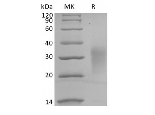 IL13 Protein - Recombinant Human Interleukin-13/IL-13 (C-Avi-6His) Biotinylated