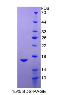 IL13 Protein - Recombinant Interleukin 13 By SDS-PAGE