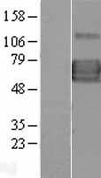 IL13RA1 / IL13R Alpha 1 Protein - Western validation with an anti-DDK antibody * L: Control HEK293 lysate R: Over-expression lysate