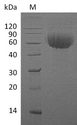 IL13RA1 / IL13R Alpha 1 Protein - (Tris-Glycine gel) Discontinuous SDS-PAGE (reduced) with 5% enrichment gel and 15% separation gel.