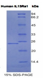IL13RA1 / IL13R Alpha 1 Protein - Recombinant Interleukin 13 Receptor Alpha 1 By SDS-PAGE