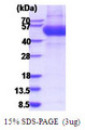 IL13RA1 / IL13R Alpha 1 Protein