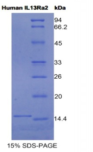 IL13RA2 / IL13R Alpha 2 Protein - Recombinant Interleukin 13 Receptor Alpha 2 By SDS-PAGE