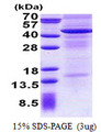IL13RA2 / IL13R Alpha 2 Protein