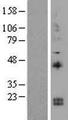 IL15 Protein - Western validation with an anti-DDK antibody * L: Control HEK293 lysate R: Over-expression lysate