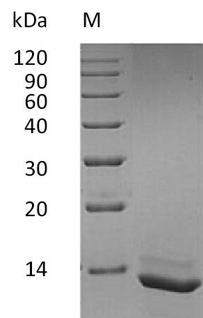 IL15 Protein - (Tris-Glycine gel) Discontinuous SDS-PAGE (reduced) with 5% enrichment gel and 15% separation gel.