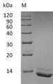 IL15 Protein - (Tris-Glycine gel) Discontinuous SDS-PAGE (reduced) with 5% enrichment gel and 15% separation gel.