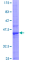 IL15 Protein - 12.5% SDS-PAGE of human IL15 stained with Coomassie Blue