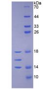 IL15 Protein - Active Interleukin 15 (IL15) by SDS-PAGE