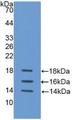 IL15 Protein - Active Interleukin 15 (IL15) by WB