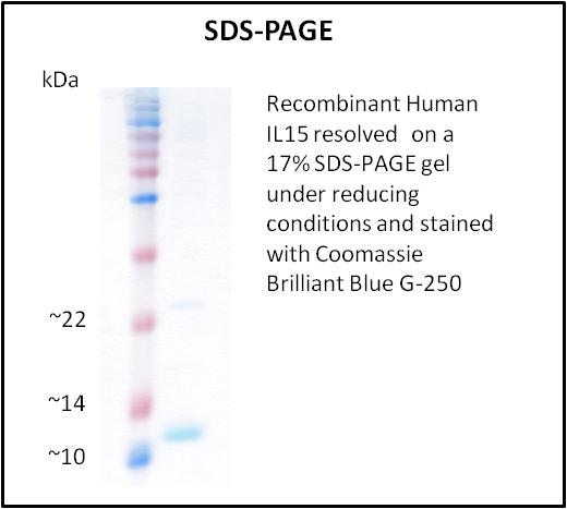 IL15 Protein