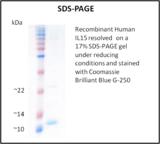 IL15 Protein