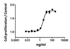 IL15 Protein - MO7e cell proliferation induced by human IL-15.