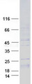 IL15 Protein - Purified recombinant protein IL15 was analyzed by SDS-PAGE gel and Coomassie Blue Staining