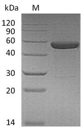 IL15 Receptor Alpha + IL15 Fusion Protein - (Tris-Glycine gel) Discontinuous SDS-PAGE (reduced) with 5% enrichment gel and 15% separation gel.