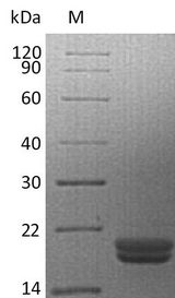 IL16 Protein - (Tris-Glycine gel) Discontinuous SDS-PAGE (reduced) with 5% enrichment gel and 15% separation gel.