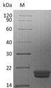 IL16 Protein - (Tris-Glycine gel) Discontinuous SDS-PAGE (reduced) with 5% enrichment gel and 15% separation gel.