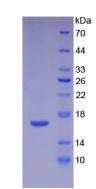 IL16 Protein - Active Interleukin 16 (IL16) by SDS-PAGE