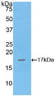 IL16 Protein - Active Interleukin 16 (IL16) by WB