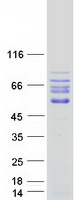 IL16 Protein - Purified recombinant protein IL16 was analyzed by SDS-PAGE gel and Coomassie Blue Staining