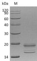 IL17A+IL17F Protein - (Tris-Glycine gel) Discontinuous SDS-PAGE (reduced) with 5% enrichment gel and 15% separation gel.