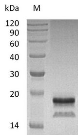 IL17A Protein - (Tris-Glycine gel) Discontinuous SDS-PAGE (reduced) with 5% enrichment gel and 15% separation gel.