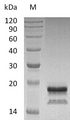 IL17A Protein - (Tris-Glycine gel) Discontinuous SDS-PAGE (reduced) with 5% enrichment gel and 15% separation gel.