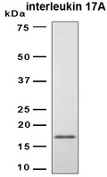 IL17A Protein