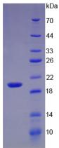 IL17A Protein - Active Interleukin 17 (IL17) by SDS-PAGE