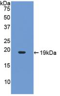 IL17A Protein - Active Interleukin 17 (IL17) by WB