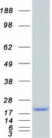 IL17A Protein - Purified recombinant protein IL17A was analyzed by SDS-PAGE gel and Coomassie Blue Staining