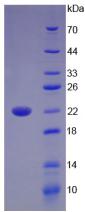 IL17B Protein - Active Interleukin 17B (IL17B) by SDS-PAGE