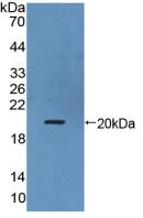 IL17B Protein - Active Interleukin 17B (IL17B) by WB