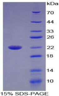 IL17B Protein - Recombinant Interleukin 17B By SDS-PAGE